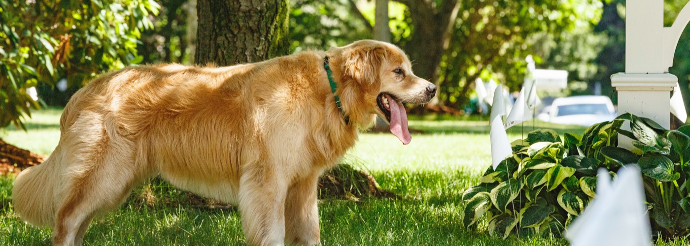 DogWatch by C No Pet Fence, Long Grove, IL, Illinois | Outdoor Hidden Dog Fences Slider Image